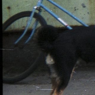 Man pets three dogs near a building and bicycle.