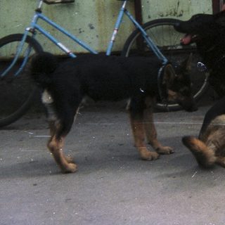 Man pets three dogs near a building and bicycle.