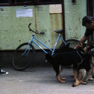 Man interacts with two dogs outside a building.