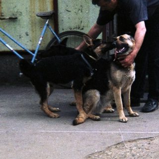 Man interacts with two dogs outside a building.