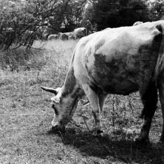 Here's a brief summary of the image: Cattle graze in a field with a backdrop of trees.
