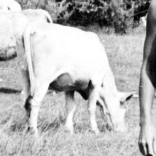 Nude woman stands in a field with grazing cattle.