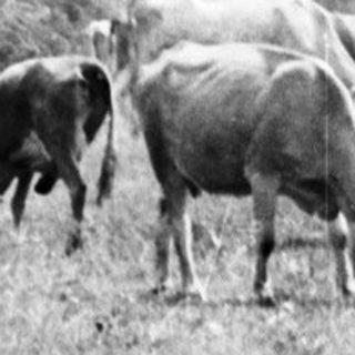 Boy stands in field, holding a stick, with cows.
