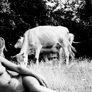 Here's a brief summary of the image: Woman and man relax on a blanket, cows graze nearby.