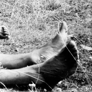 Here's a brief summary of the image: Woman and man relax on a blanket, cows graze nearby.