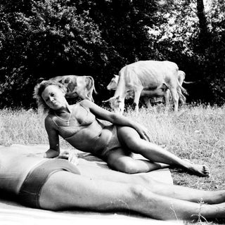 Here's a brief summary of the image: Woman and man relax on a blanket, cows graze nearby.