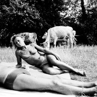 Here's a brief summary of the image: Woman and man relax on a blanket, cows graze nearby.