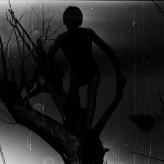 Here's a brief summary of the image: Boy climbing a tree in a field.