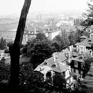 Here's a brief summary of the image: Black tree overlooks rooftops and a city skyline.