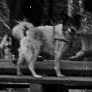 Group portrait on stairs with a dog and foliage.
