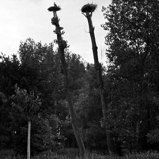 Tree stumps with nests; likely bird nests visible.
