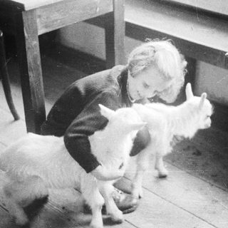 Child interacts with a young goat indoors.