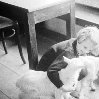 Child interacts with a young goat indoors.