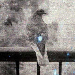 Here's a brief summary of the image: Birds perch on a railing, captured with a grainy effect.