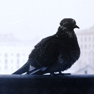 Two pigeons perch on a balcony overlooking a city.