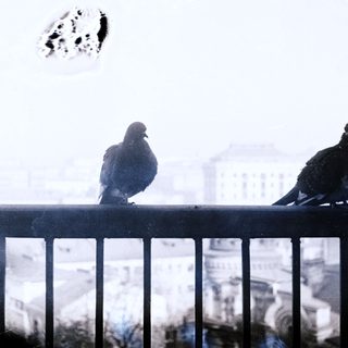 Two pigeons perch on a balcony overlooking a city.