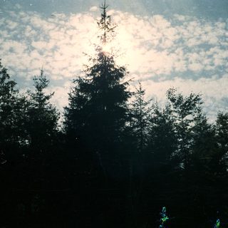 Silhouetted trees against a bright, cloudy sky.