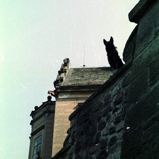 Cat perches on a building's edge, overlooking a stone wall.