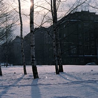 Snow-covered park with birch trees and a building.