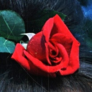 Woman with updo and red rose hair accessory.