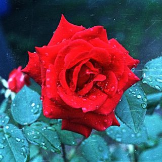A vibrant red rose with droplets on green foliage.