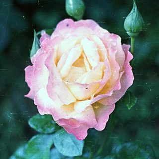 Pink rose with buds, set against a green background.