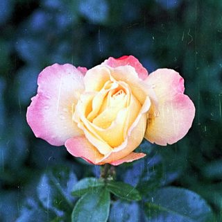 A yellow and pink rose blooms among green leaves.