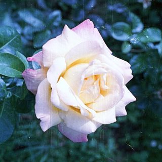 A pink rose blooms amongst green foliage.
