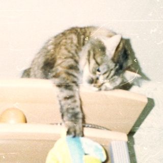 Cat perches on shelf, reaching for a toy.