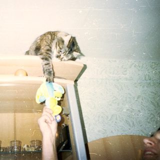 Cat perches on shelf, reaching for a toy.
