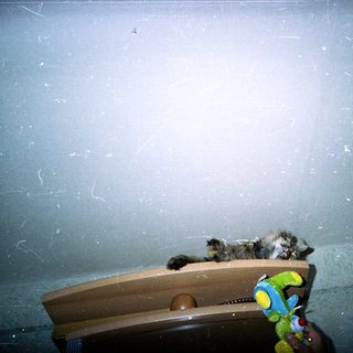 Cat sleeps on a wooden shelf with a toy.