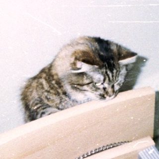 Here's a brief summary of the image: A cat sits on furniture, with a hand and toy visible.