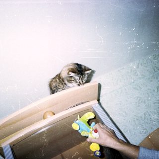 Here's a brief summary of the image: A cat sits on furniture, with a hand and toy visible.