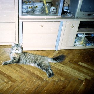 Gray tabby cat lies on parquet floor near cabinets.
