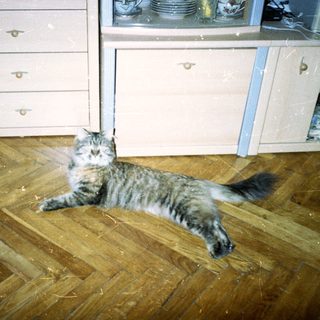 Gray tabby cat lies on parquet floor near cabinets.