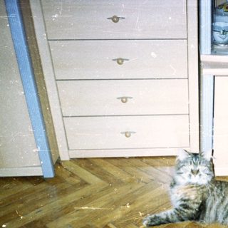Gray tabby cat lies on parquet floor near cabinets.