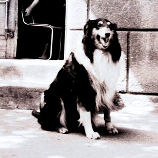 Dog sits outside a building; person visible in doorway.
