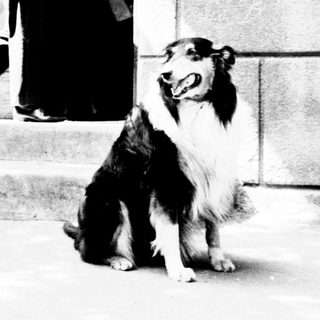 Dog sits on steps near a building entrance.