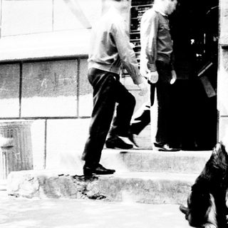Dog sits on steps near a building entrance.