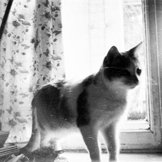 Black and white image of a cat near a window.