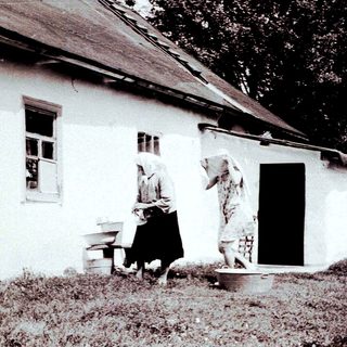 Woman milks a cow near a rural house.