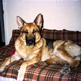 German Shepherd dog is lying on a plaid couch.