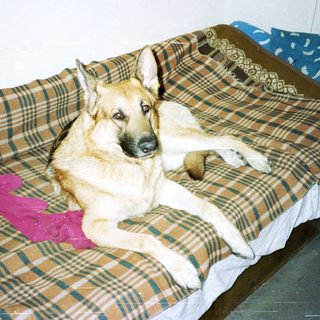 German Shepherd lies on a bed with blankets.