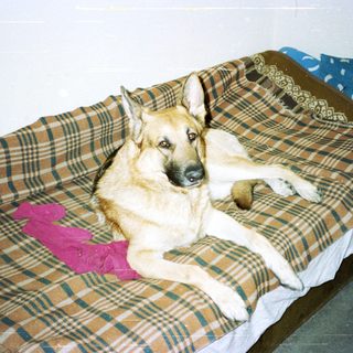 German Shepherd lies on a bed with blankets.