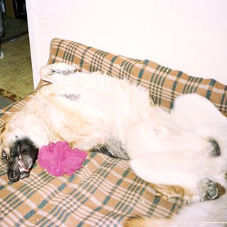 Dog sleeping on a bed with a pink toy.