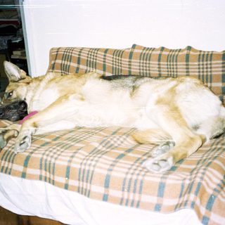 German Shepherd dog relaxes on a plaid couch.