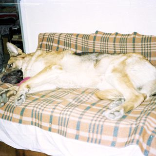 German Shepherd dog relaxes on a plaid couch.