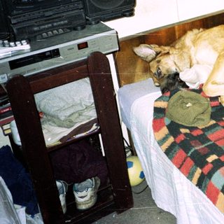 Dog sleeping on a plaid bed with stereo nearby.