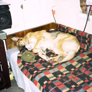 Dog sleeping on a plaid bed with stereo nearby.