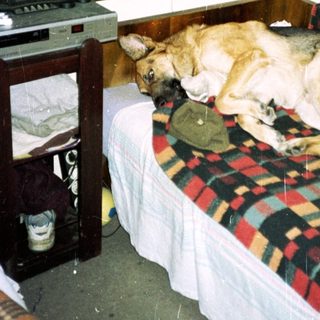 Dog sleeps on a bed in a simple room.